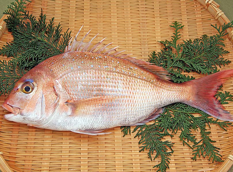 日本本土最西端の海で大切に育てられた「ぶどう真鯛」