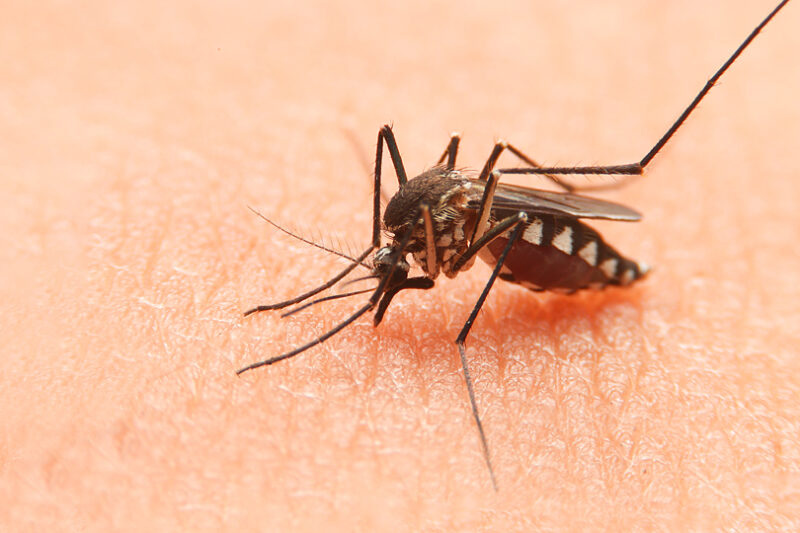 蚊が血を吸う仕組みと理由