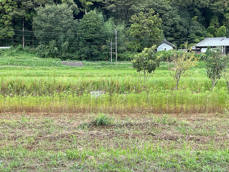 はちみつ工房　見学ツアー