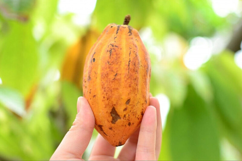 個性豊かなベトナム産チョコレートを新しい選択肢に