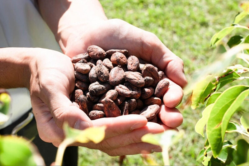 ベトナムカカオの課題